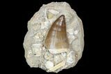 Mosasaur Tooth With Fossil Shark Tooth & Vertebrae #77982-1